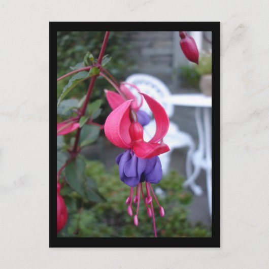 Fuchsia in Ambleside [Briefkaart] Briefkaart (Voorkant)
