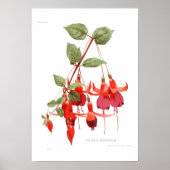 Fuchsia 'Monarch' Poster (Voorkant)