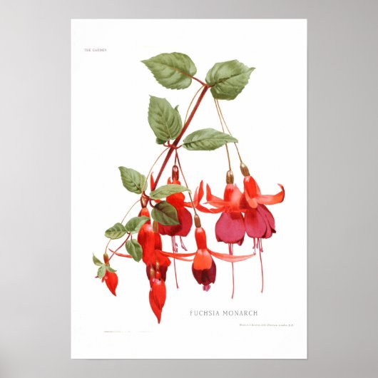 Fuchsia 'Monarch' Poster (Voorkant)