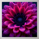 Fuchsia Nevel Poster (Voorkant)