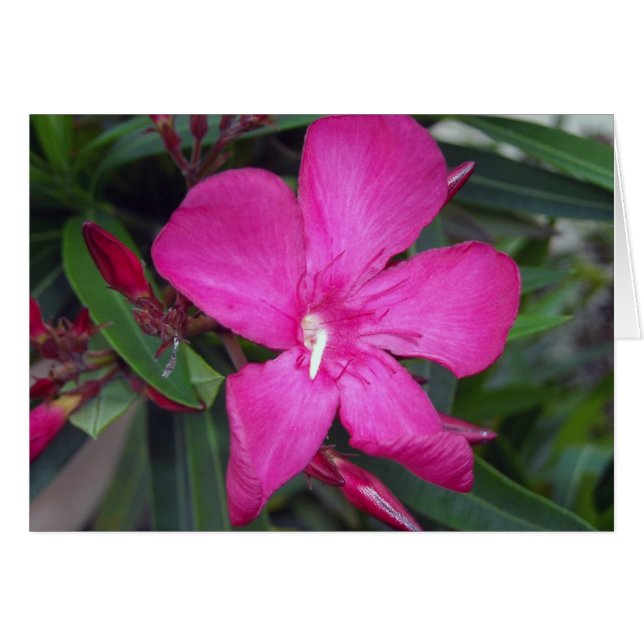 Fuchsia Oleander Foto (Voorkant Horizontaal)