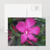 Fuchsia Oleander Foto Briefkaart (Voorkant / Achterkant)