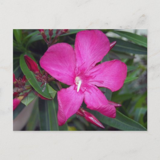 Fuchsia Oleander Foto Briefkaart (Voorkant)