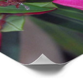 Fuchsia Oleander Foto Poster (Hoek)