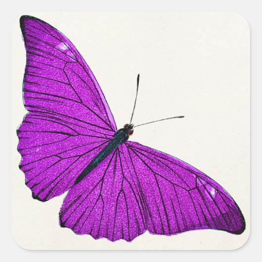 Fuchsia Paars Butterfly 1800 Illustration Vierkante Sticker (Voorkant)
