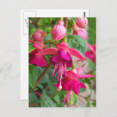 Fuchsia Paula Jane Briefkaart (Voorkant / Achterkant)