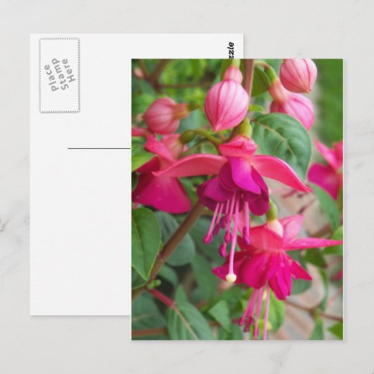 Fuchsia Paula Jane Briefkaart (Voorkant / Achterkant)