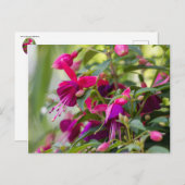Fuchsia Plant Briefkaart (Voorkant / Achterkant)