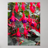 Fuchsia Poster (Voorkant)