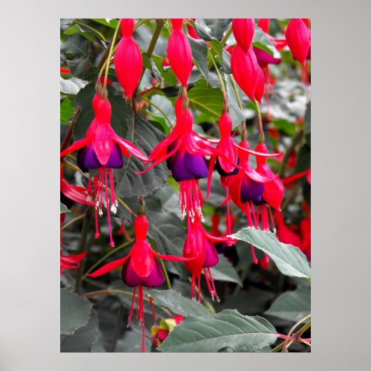 Fuchsia Poster (Voorkant)