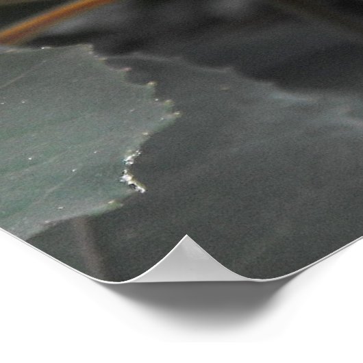 Fuchsia Poster (Hoek)