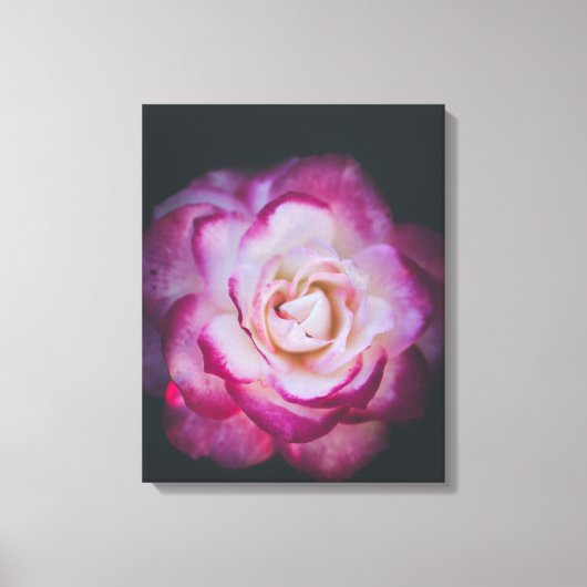 Fuchsia roos canvas afdruk (Voorkant)