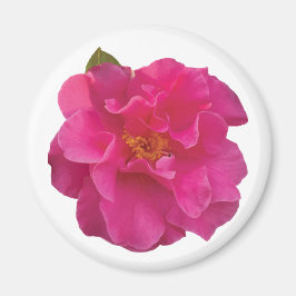 Fuchsia Roze Camellia Realistische Bloemen Magneet