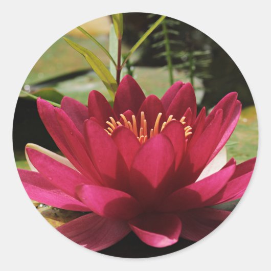 Fuchsia Roze Waterlelie Bloem Ronde Sticker (Voorkant)