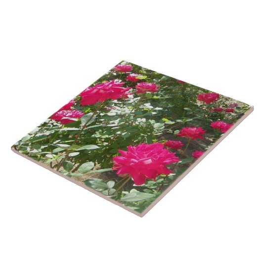 Fuchsia rozen overal tegeltje (Zijkant)