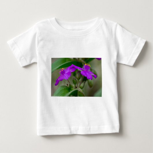 Fuchsia Spiderwort Tweeling Wilde Bloem Geschenken (Voorkant)