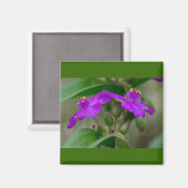 Fuchsia Spiderwort Tweeling Wilde Bloem Geschenken Magneet (Voorkant / Achterkant)