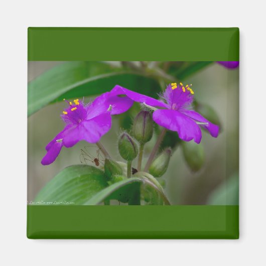 Fuchsia Spiderwort Tweeling Wilde Bloem Geschenken Magneet (Voorkant)