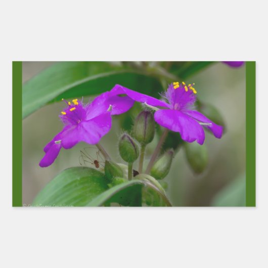 Fuchsia Spiderwort Tweeling Wilde Bloem Geschenken Rechthoekige Sticker (Voorkant)