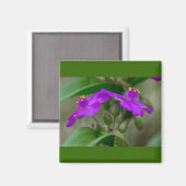 Fuchsia Spiderwort Twins Wildflower Gifts apparel Magneet (Voorkant / Achterkant)