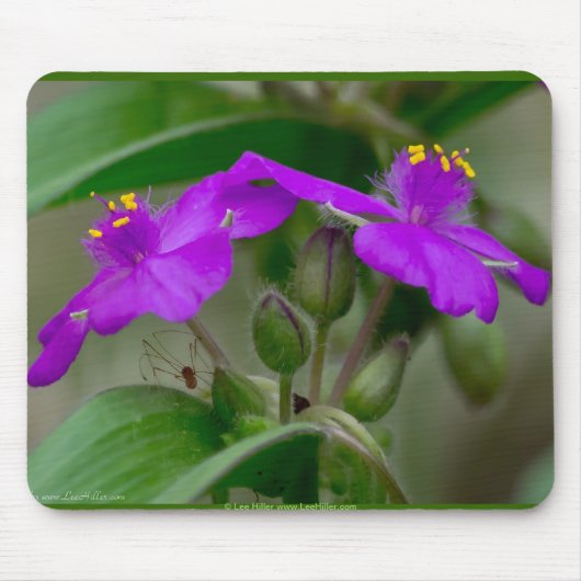 Fuchsia Spiderwort Twins Wildflower Gifts apparel Muismat (Voorkant)