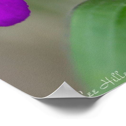 Fuchsia Spiderwort Twins Wildflower Poster (Hoek)