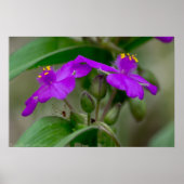 Fuchsia Spiderwort Twins Wildflower Poster (Voorkant)