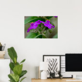 Fuchsia Spiderwort Twins Wildflower Poster (Thuiskantoor)