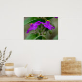Fuchsia Spiderwort Twins Wildflower Poster (Keuken)