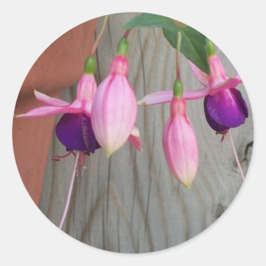 Fuchsia Stickers (Voorkant)