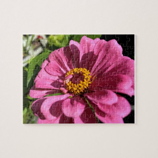 Fuchsia Zinnia Flower Close-up Legpuzzel (Horizontaal)