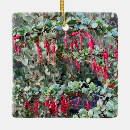 Fuchsiaflower Gooseberry (Ribes speciosum) Keramisch Ornament (Voorkant)