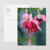 Fuchsias Briefkaart (Voorkant / Achterkant)