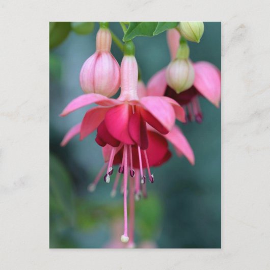 Fuchsias Briefkaart (Voorkant)