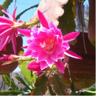 Fucsia Epiphyllum Staand Fotobeeldje