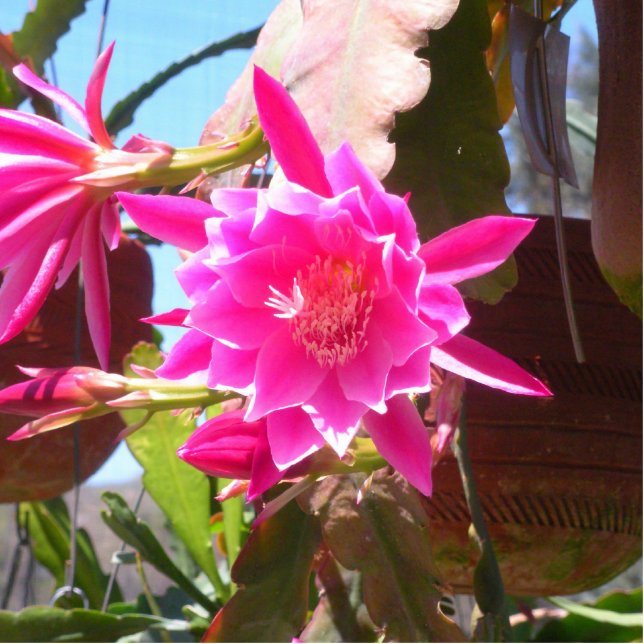 Fucsia Epiphyllum Staand Fotobeeldje (Voorkant)