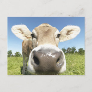 Fuessen, Beieren, Duitsland Briefkaart