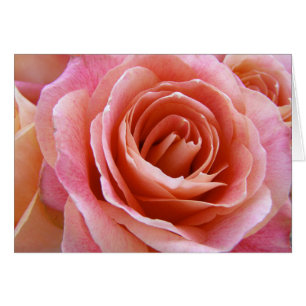 Full Bloom Perzik Roze Rose Foto Groet