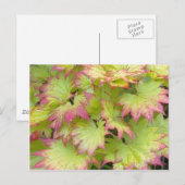 Full Moon Maple Briefkaart (Voorkant / Achterkant)