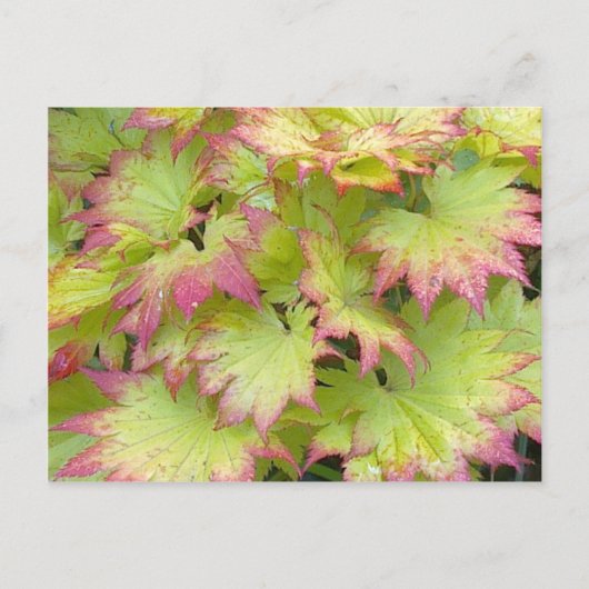 Full Moon Maple Briefkaart (Voorkant)