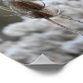 Fuller's Teasel Plant Poster (Hoek)