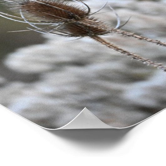 Fuller's Teasel Plant Poster (Hoek)