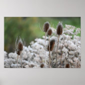 Fuller's Teasel Plant Poster (Voorkant)