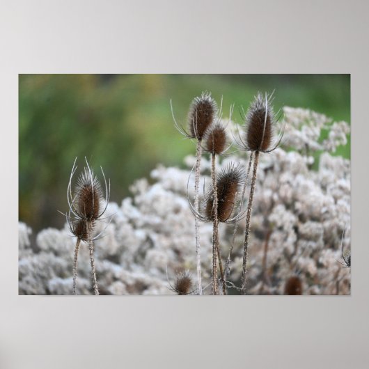 Fuller's Teasel Plant Poster (Voorkant)