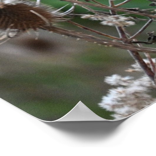 Fuller's Teasel Plant Poster (Hoek)