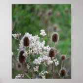 Fuller's Teasel Plant Poster (Voorkant)