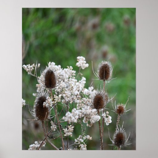 Fuller's Teasel Plant Poster (Voorkant)