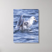 Fulmar natuur foto canvas print (Voorkant)