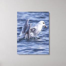 Fulmar natuur foto canvas print