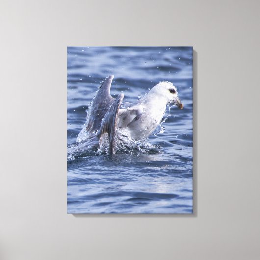 Fulmar natuur foto canvas print (Voorkant)